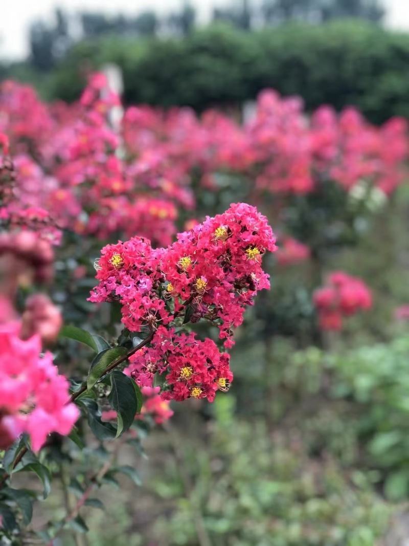 紫薇百日红高杆独杆丛生川红红花紫薇树庭院小区点缀