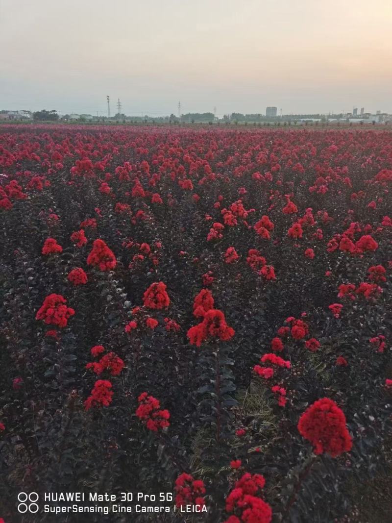 紫薇百日红高杆独杆丛生川红红花紫薇树庭院小区点缀
