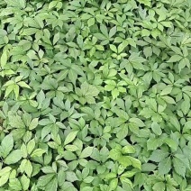 竹节参种苗