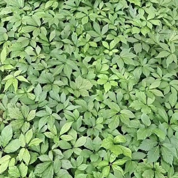 竹节参种苗