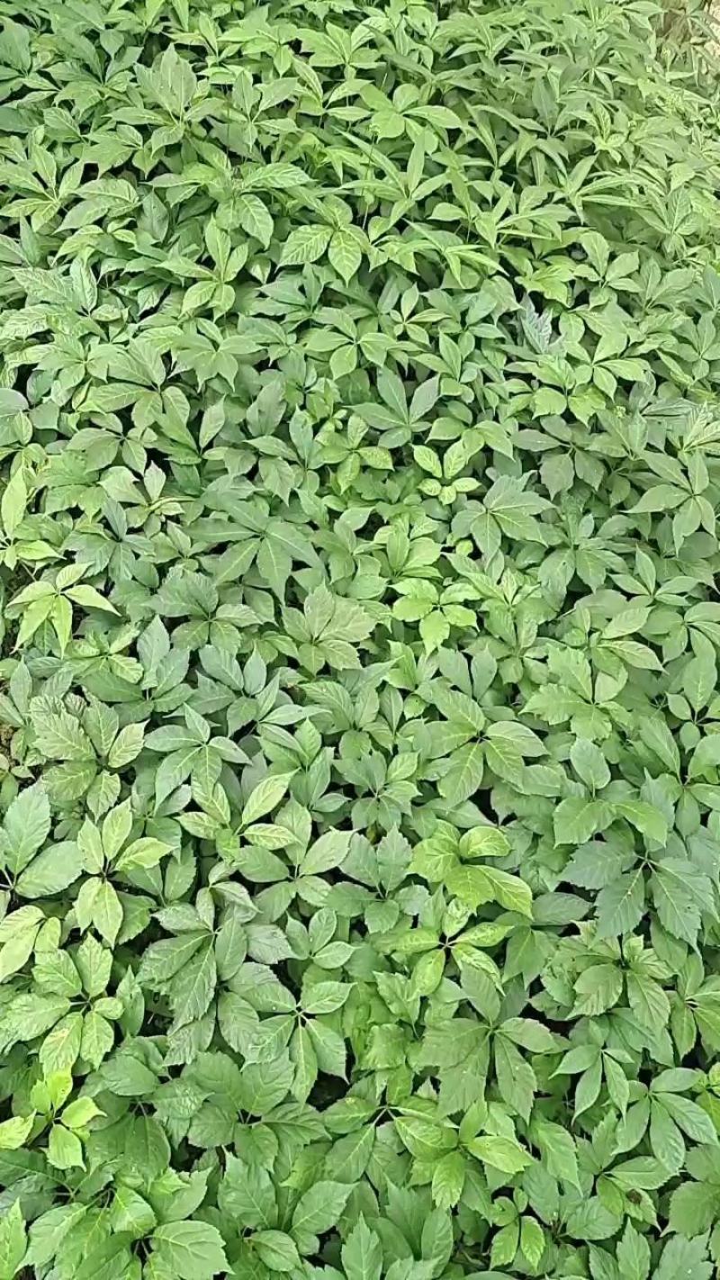 竹节参种苗