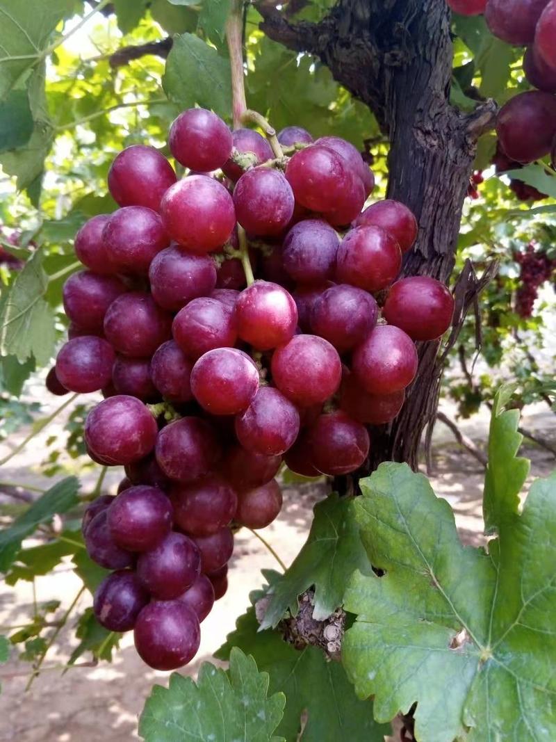 精品红提葡萄产地直发，价格便宜质量保证欢迎来电