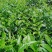 云南勐库大叶茶原生态不打农药人工除草