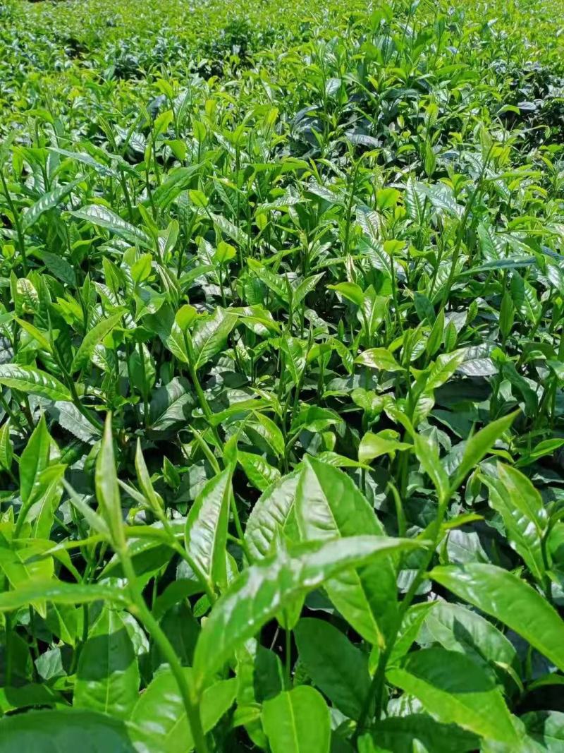 云南勐库大叶茶原生态不打农药人工除草