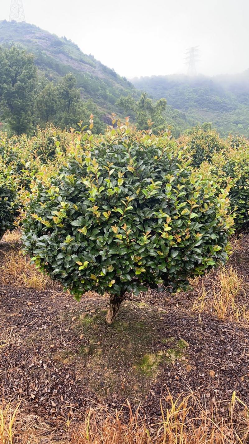 精品茶梅茶梅球120厘米。