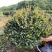 精品茶梅茶梅球120厘米。