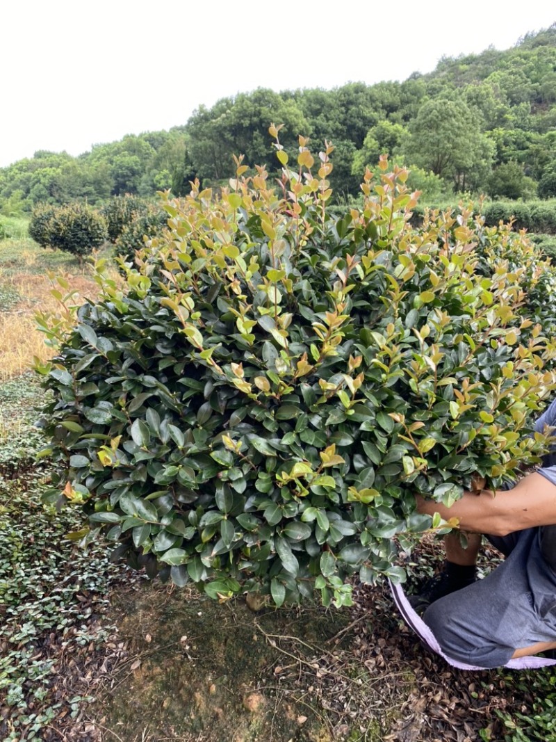 精品茶梅茶梅球120厘米。