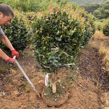 精品茶梅茶梅球120厘米。