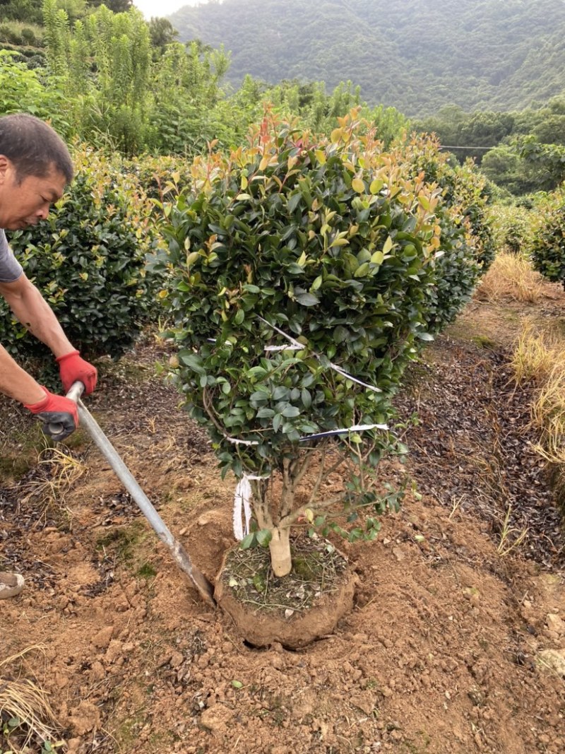 精品茶梅茶梅球120厘米。