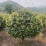精品茶梅茶梅球120厘米。
