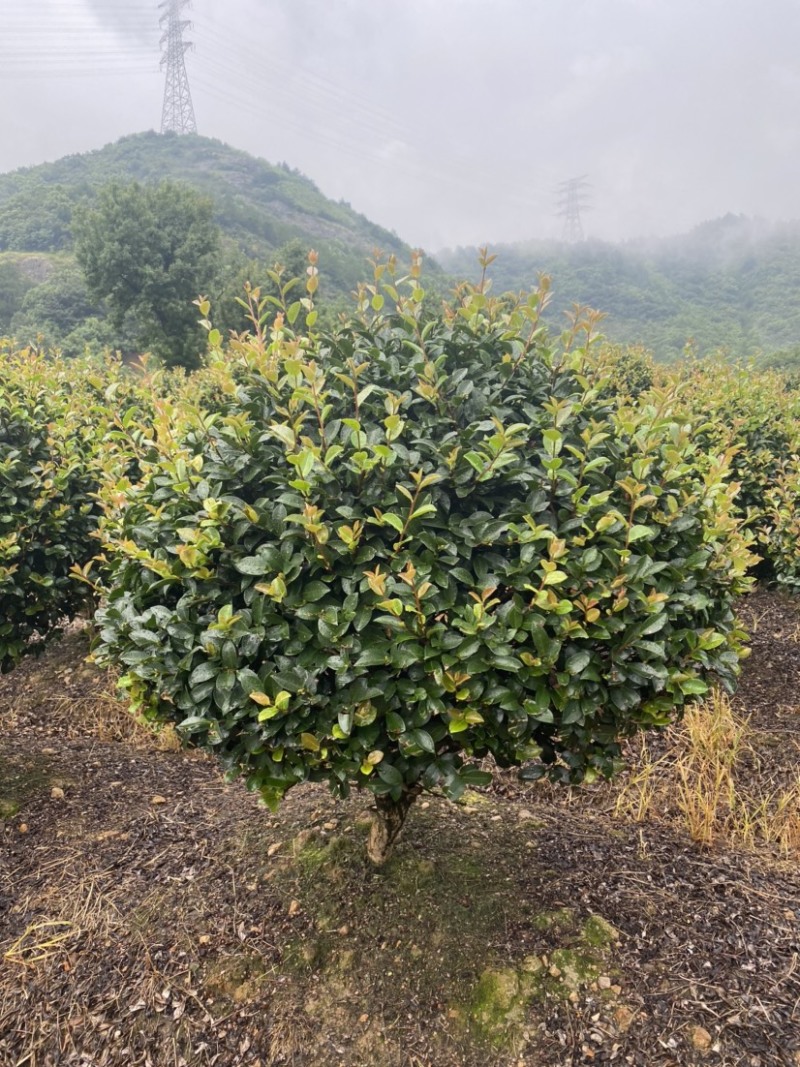 精品茶梅茶梅球120厘米。