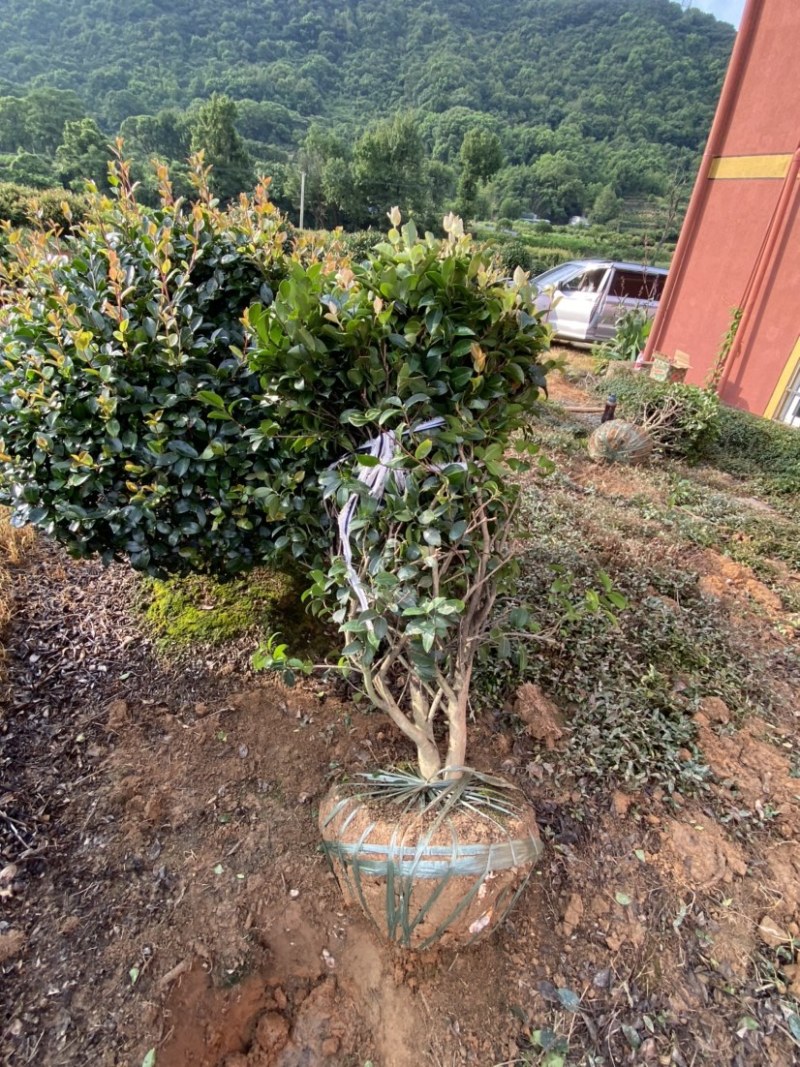 精品茶梅茶梅球120厘米。