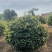 精品茶梅茶梅球120厘米。