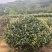 精品茶梅茶梅球120厘米。