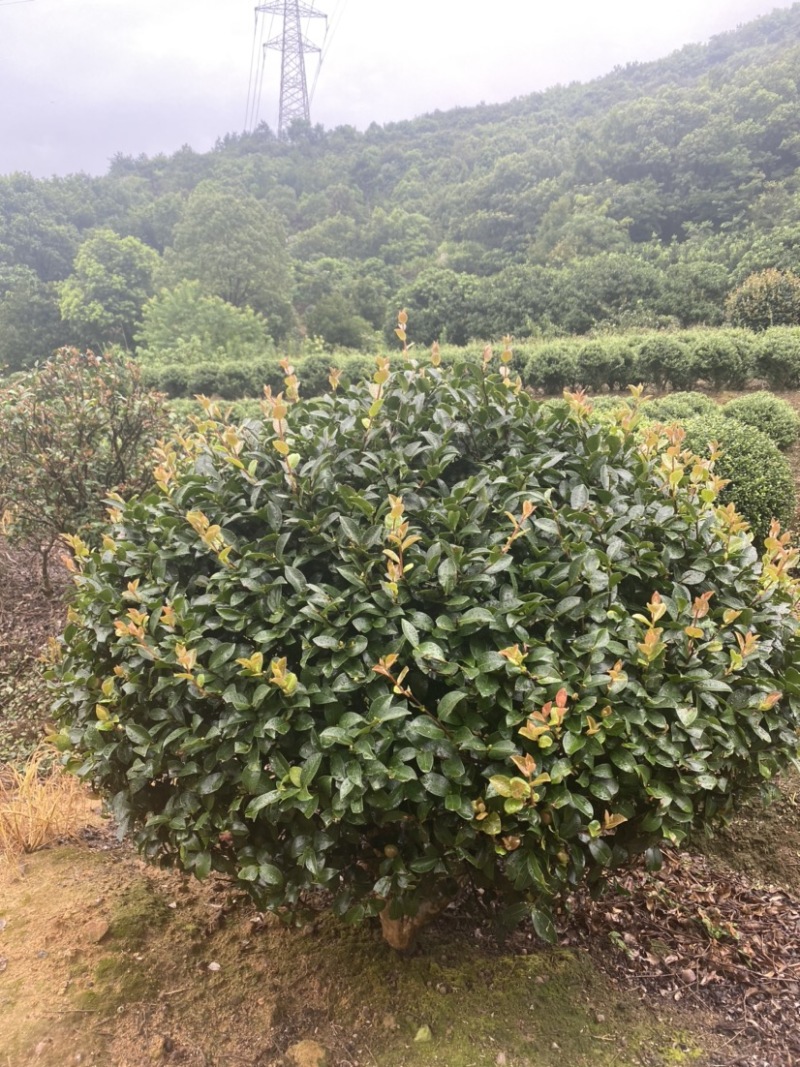 精品茶梅茶梅球120厘米。