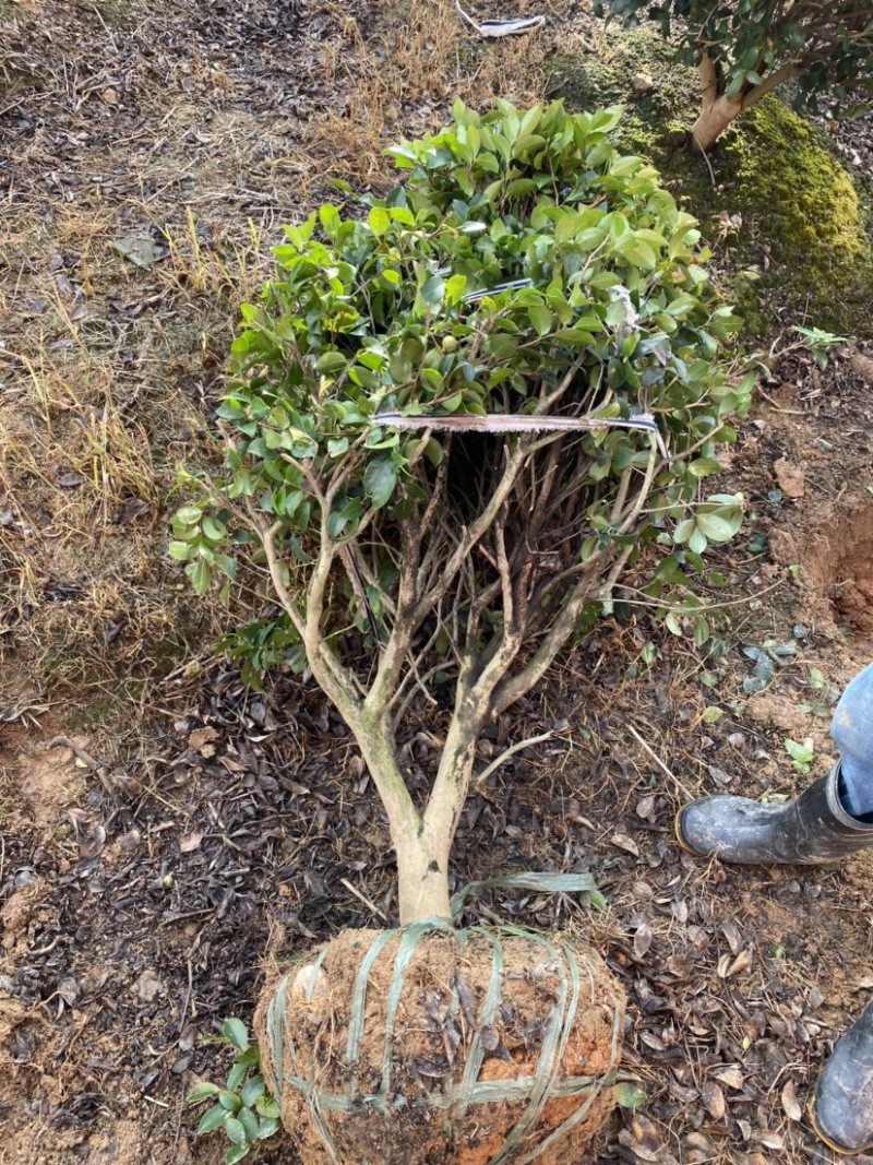 精品茶梅茶梅球120厘米。