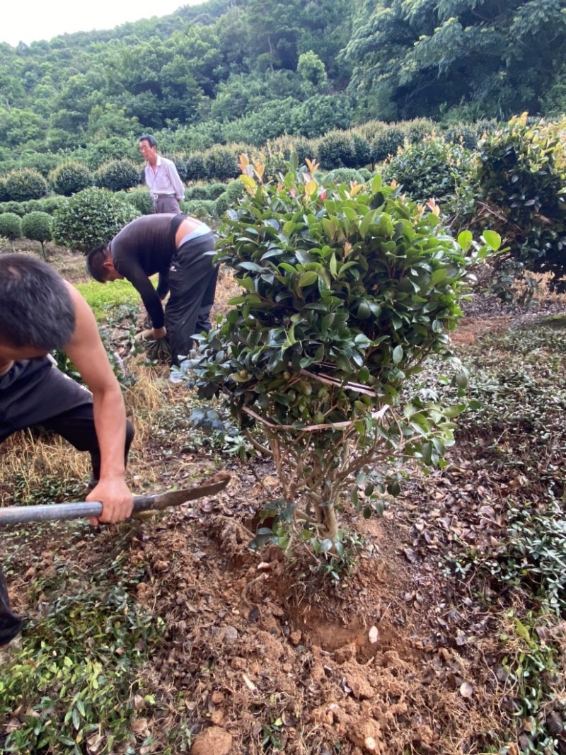 精品茶梅茶梅球120厘米。