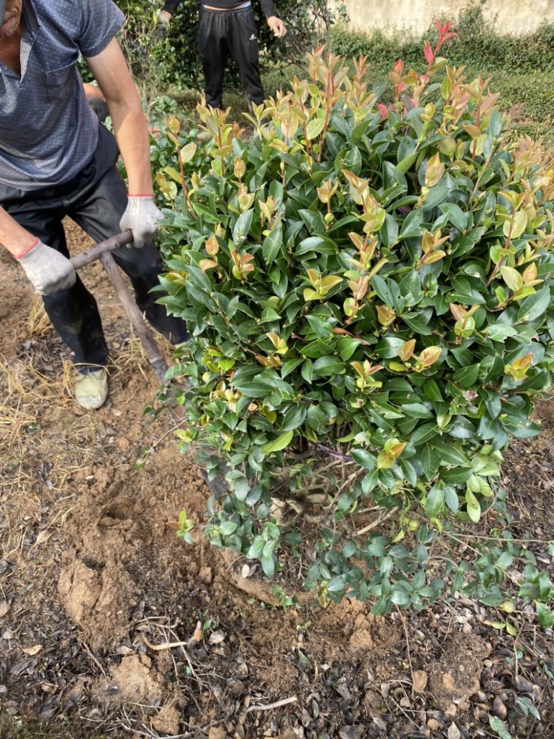 精品茶梅茶梅球120厘米。