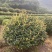 精品茶梅茶梅球120厘米。