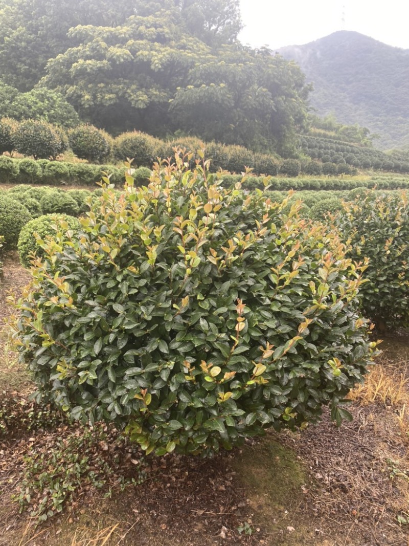 精品茶梅茶梅球120厘米。