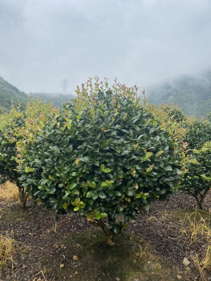 精品茶梅茶梅球120厘米。