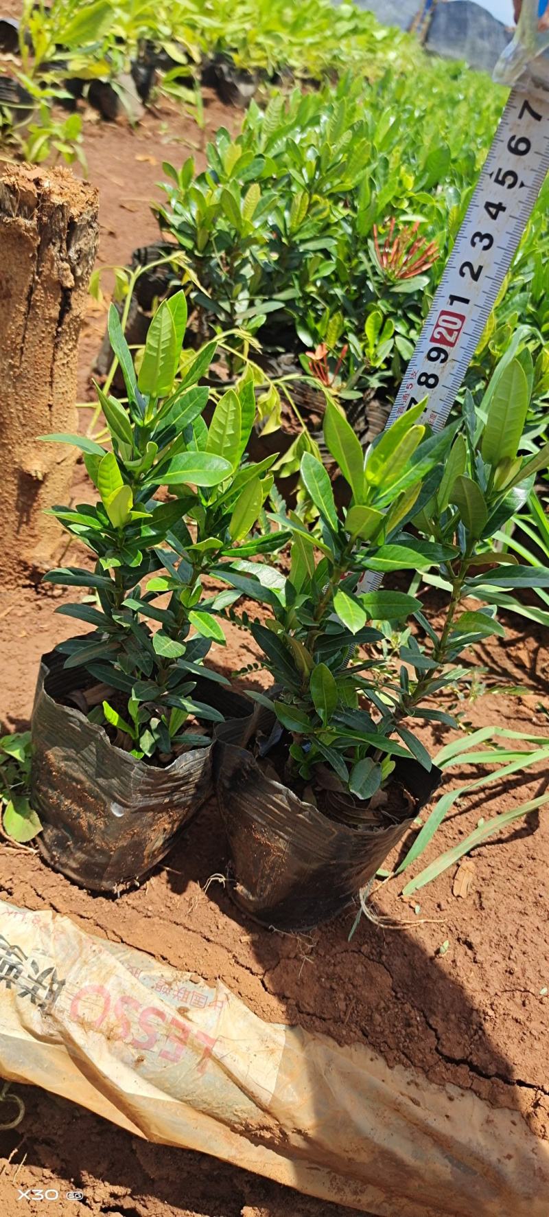 小叶龙船花大量上市，基地直发，各种规格都有自己的