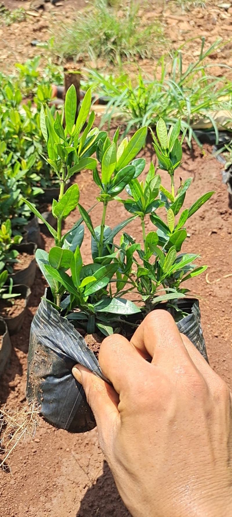 小叶龙船花大量上市，基地直发，各种规格都有自己的
