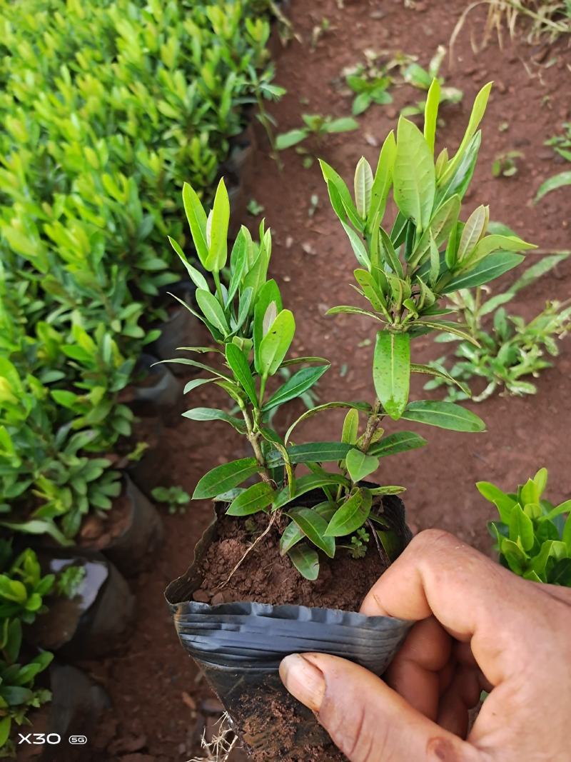 小叶龙船花大量上市，基地直发，各种规格都有自己的