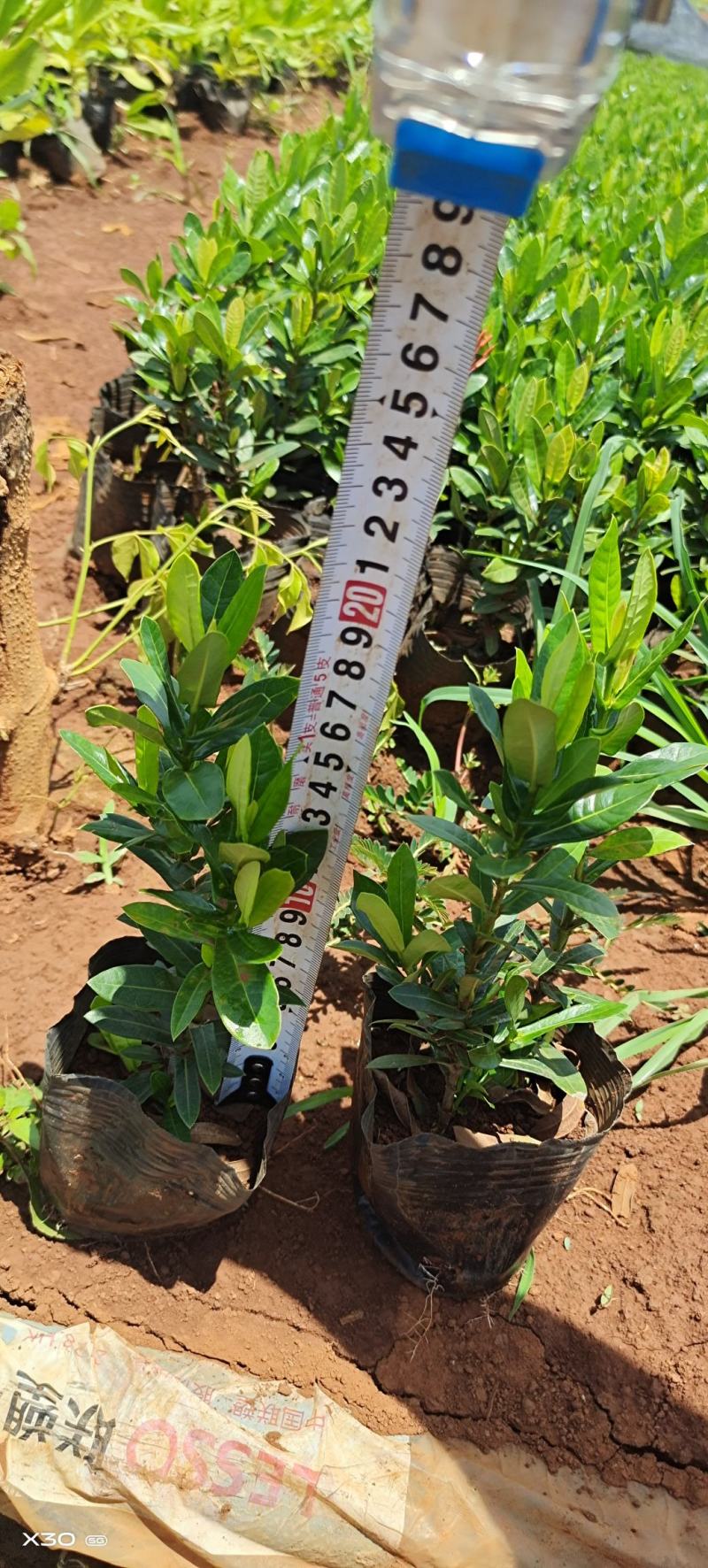 小叶龙船花大量上市，基地直发，各种规格都有自己的