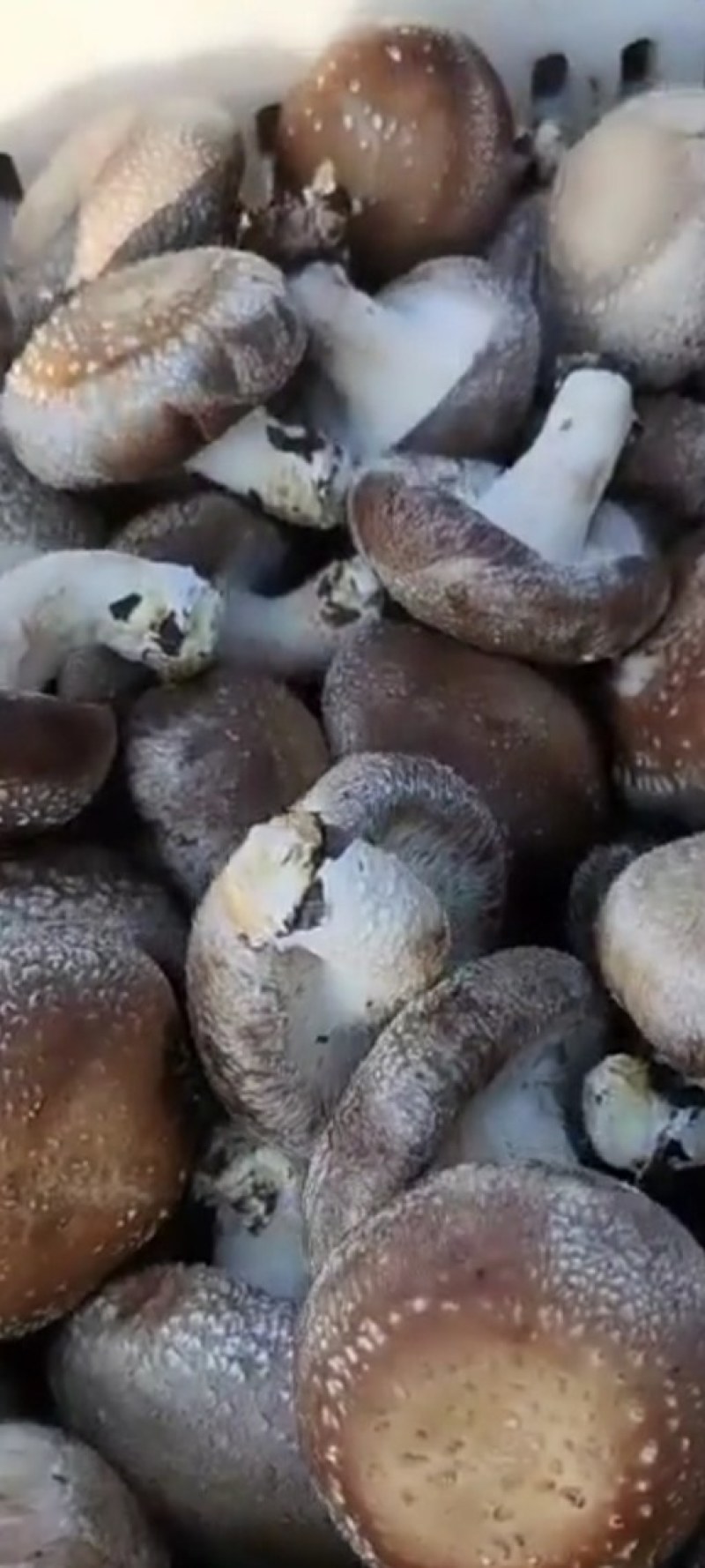 鲜香菇