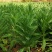 高原贡菜干颗粒苔干万亩基地直发量大从优