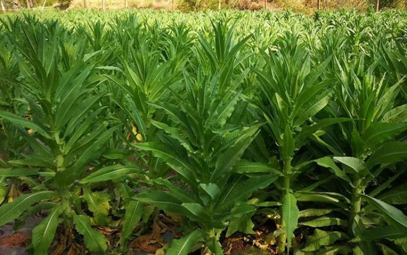 高原贡菜干颗粒苔干万亩基地直发量大从优