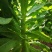 高原贡菜干颗粒苔干万亩基地直发量大从优