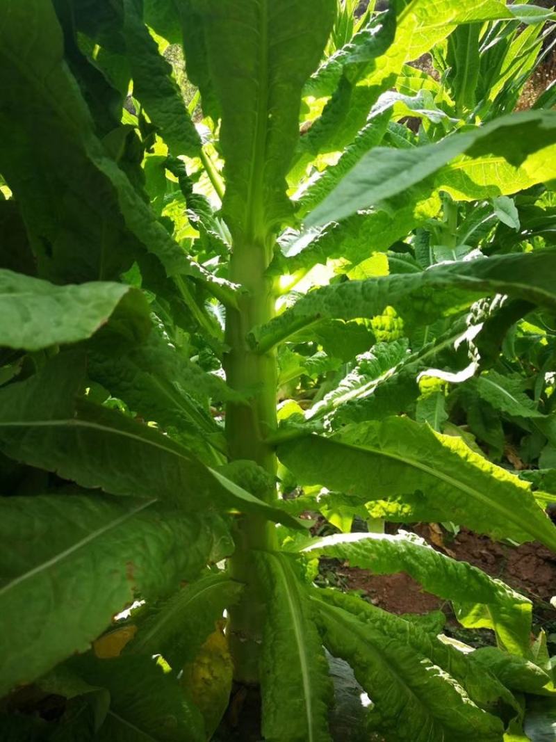 高原贡菜干颗粒苔干万亩基地直发量大从优