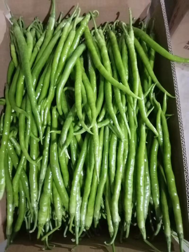 线椒15~20厘米特辣青