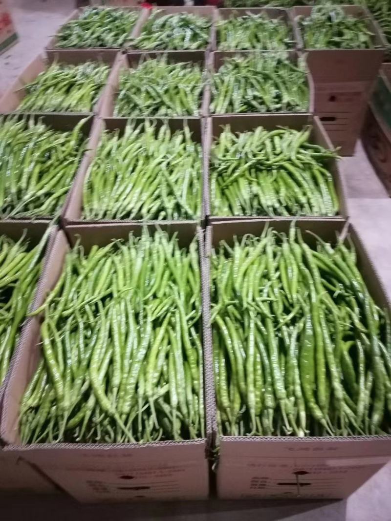 线椒15~20厘米特辣青