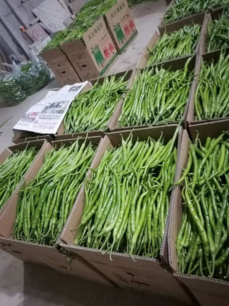 线椒15~20厘米特辣青