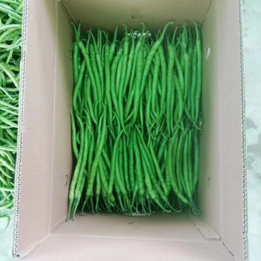 线椒15~20厘米特辣青