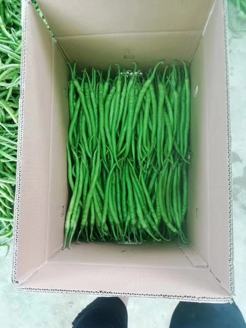 线椒15~20厘米特辣青