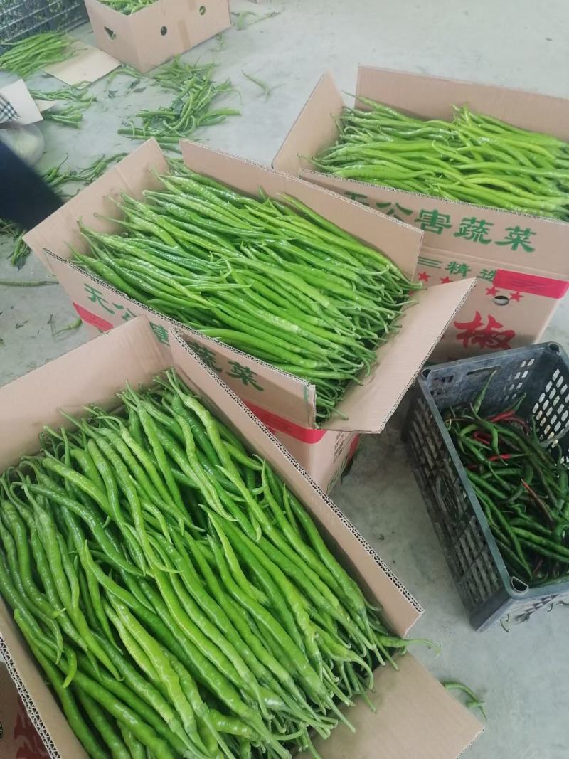 线椒15~20厘米特辣青