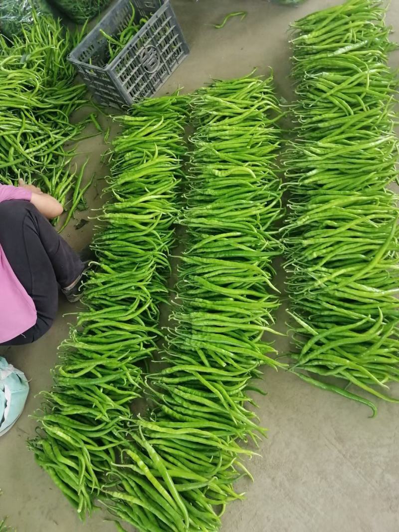 线椒15~20厘米特辣青