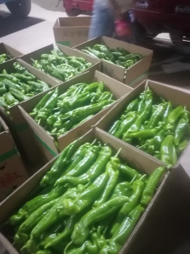 线椒15~20厘米特辣青