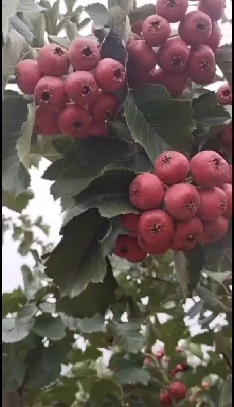 大金星山楂，山楂基地直供，品质优良，量大从优