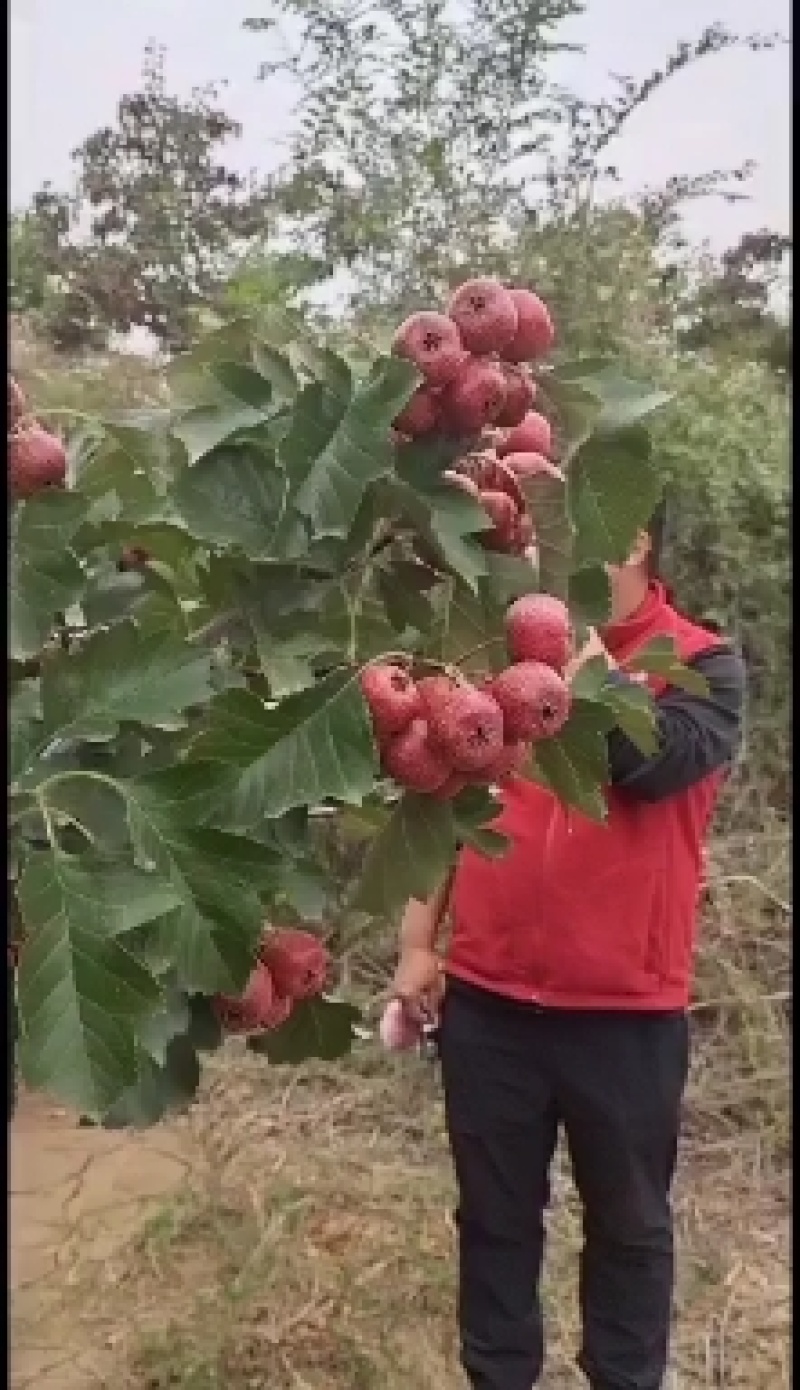 大金星山楂，山楂基地直供，品质优良，量大从优