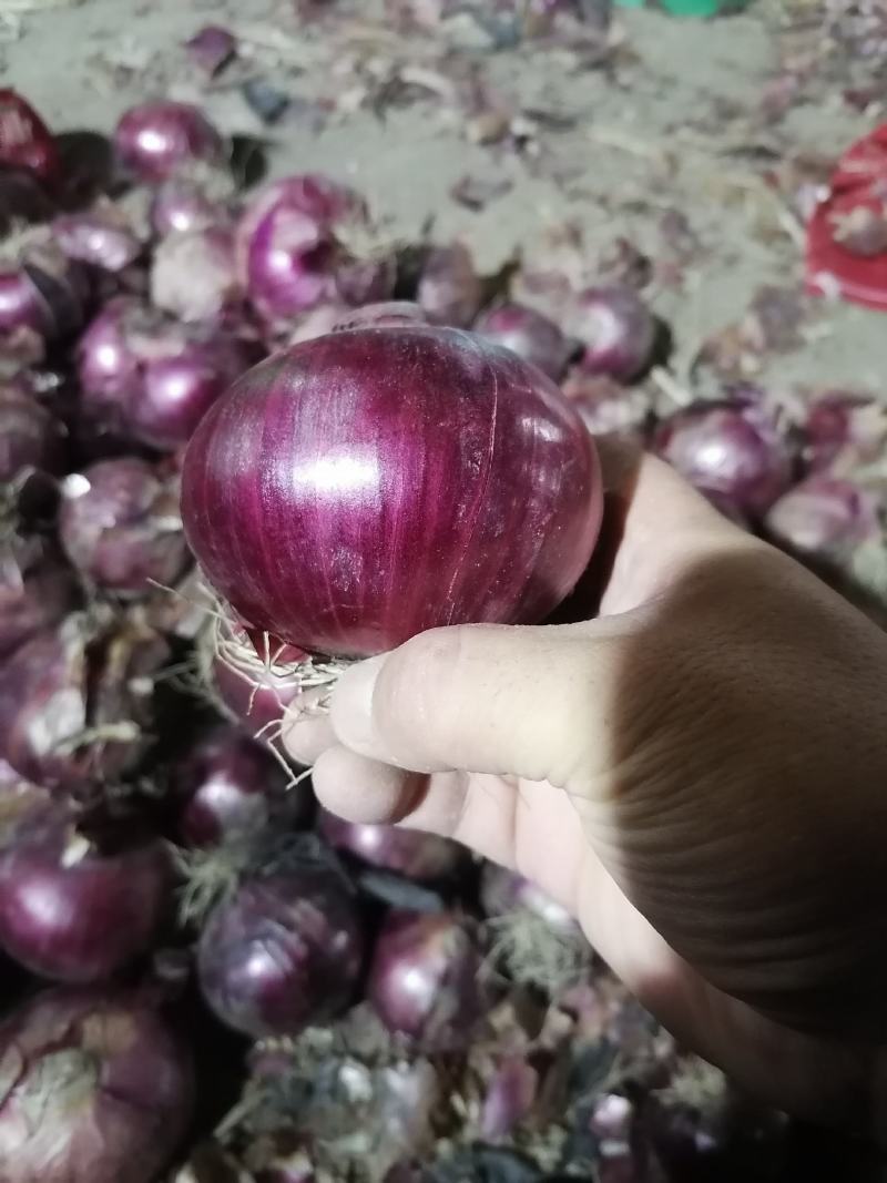 商品葱加工厂扒皮洋葱大量上市有需求的老板联系。
