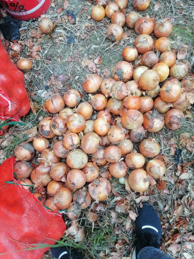 商品葱加工厂扒皮洋葱大量上市有需求的老板联系。