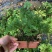 卷柏植物盆栽精品A货大叶卷柏一件起批货供全国