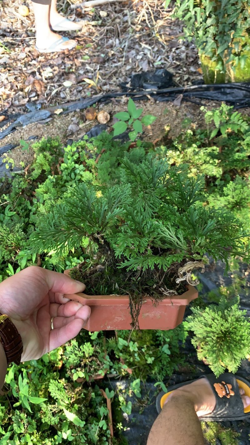卷柏植物盆栽精品A货大叶卷柏一件起批货供全国