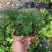 卷柏植物盆栽精品A货大叶卷柏一件起批货供全国
