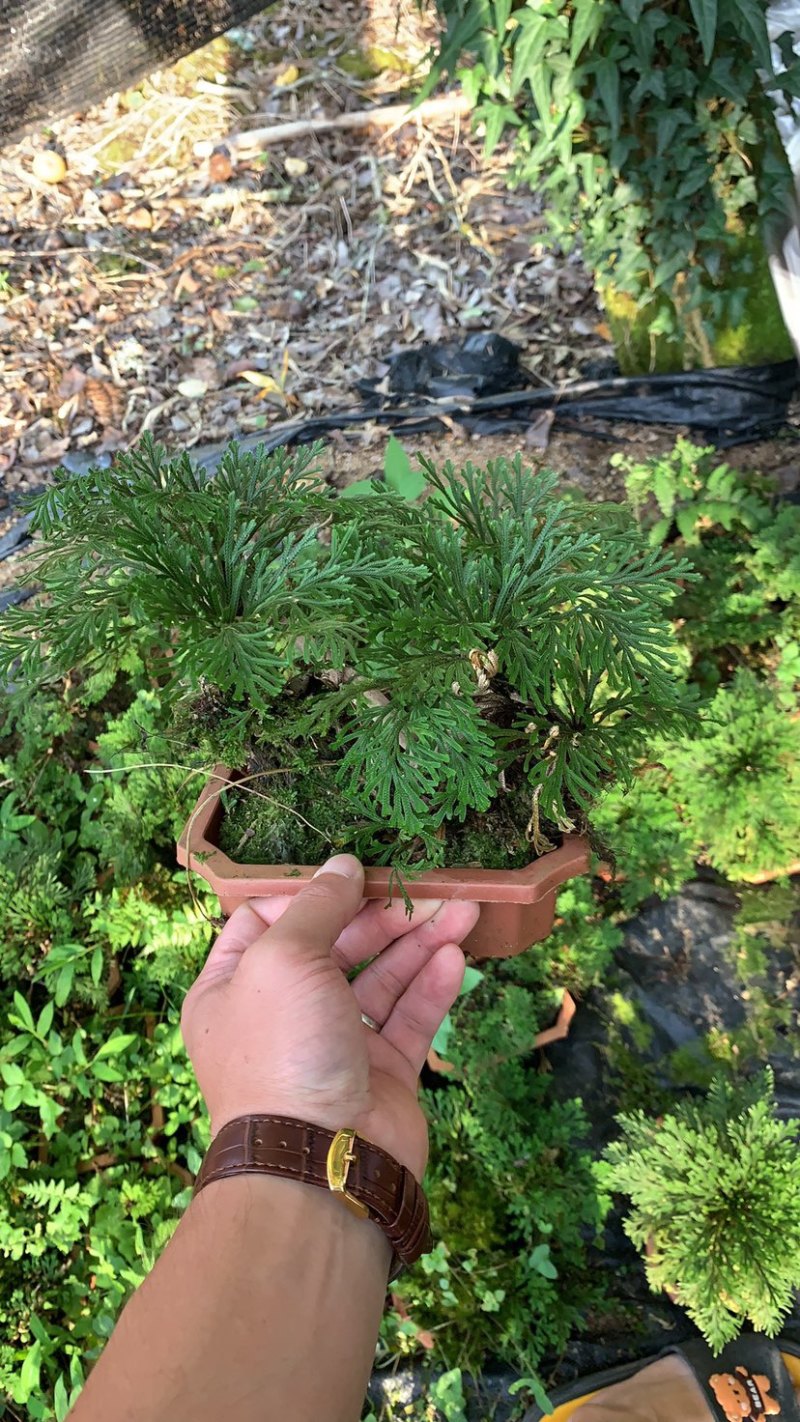 卷柏植物盆栽精品A货大叶卷柏一件起批货供全国